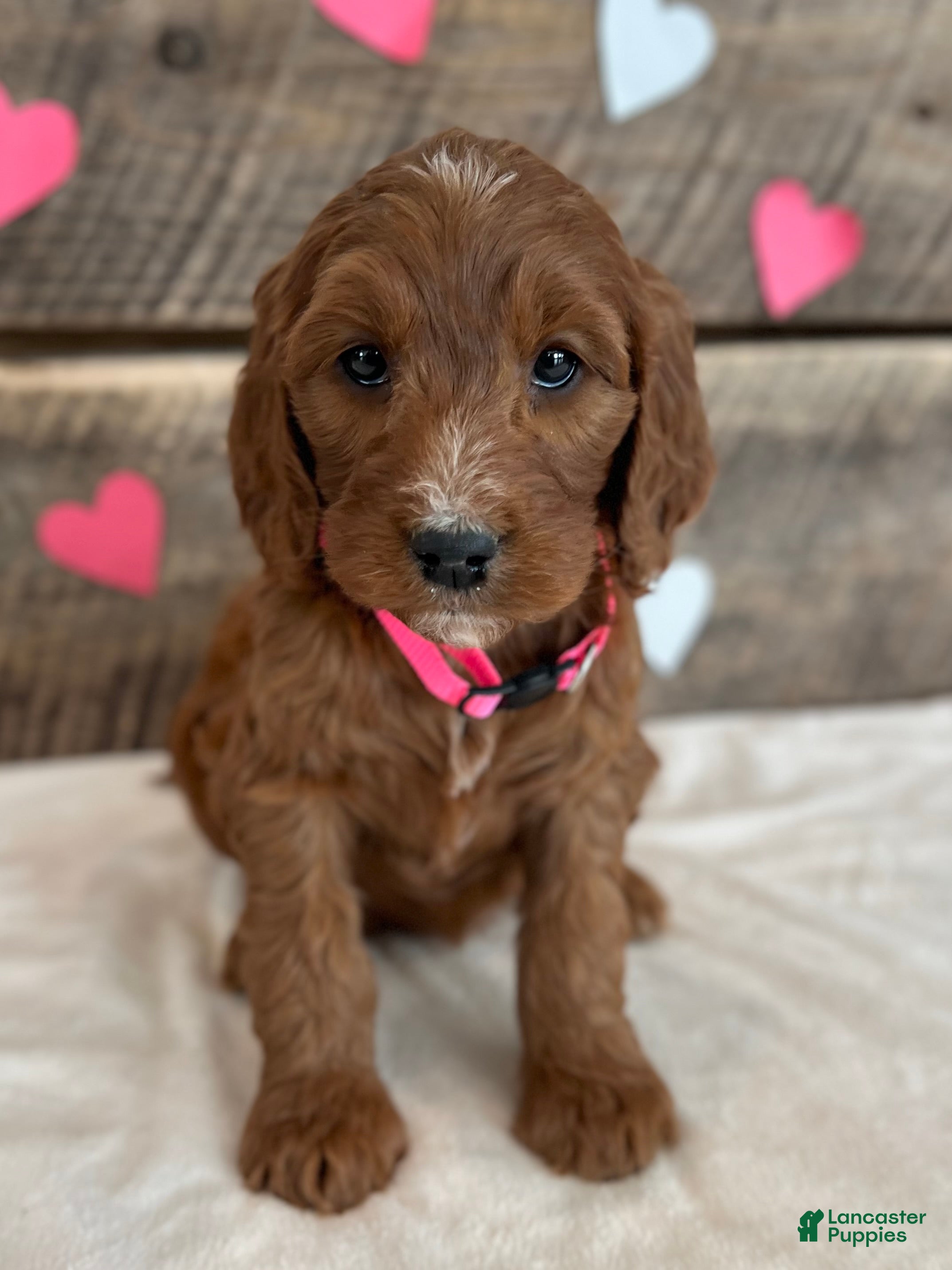 Irish Doodle dogs Rose - Ad 35