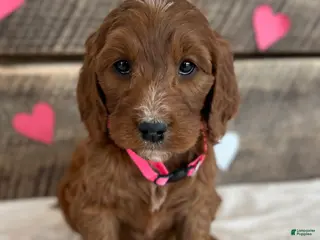 Irish Doodle dogs Rose - Ad 35