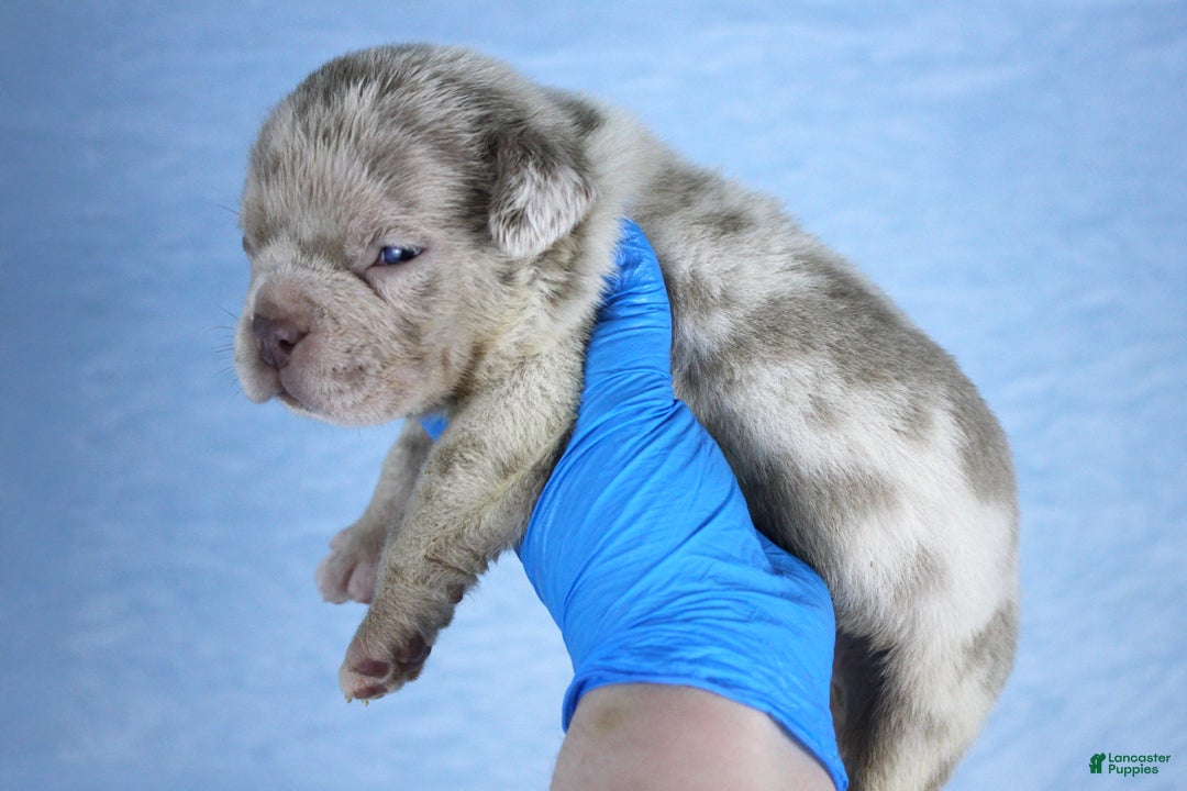 American Bully dogs for sale: Lilac Merle Male - Ad 1