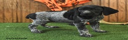 German Shorthaired Pointer dogs for sale: Courtney - Ad 4