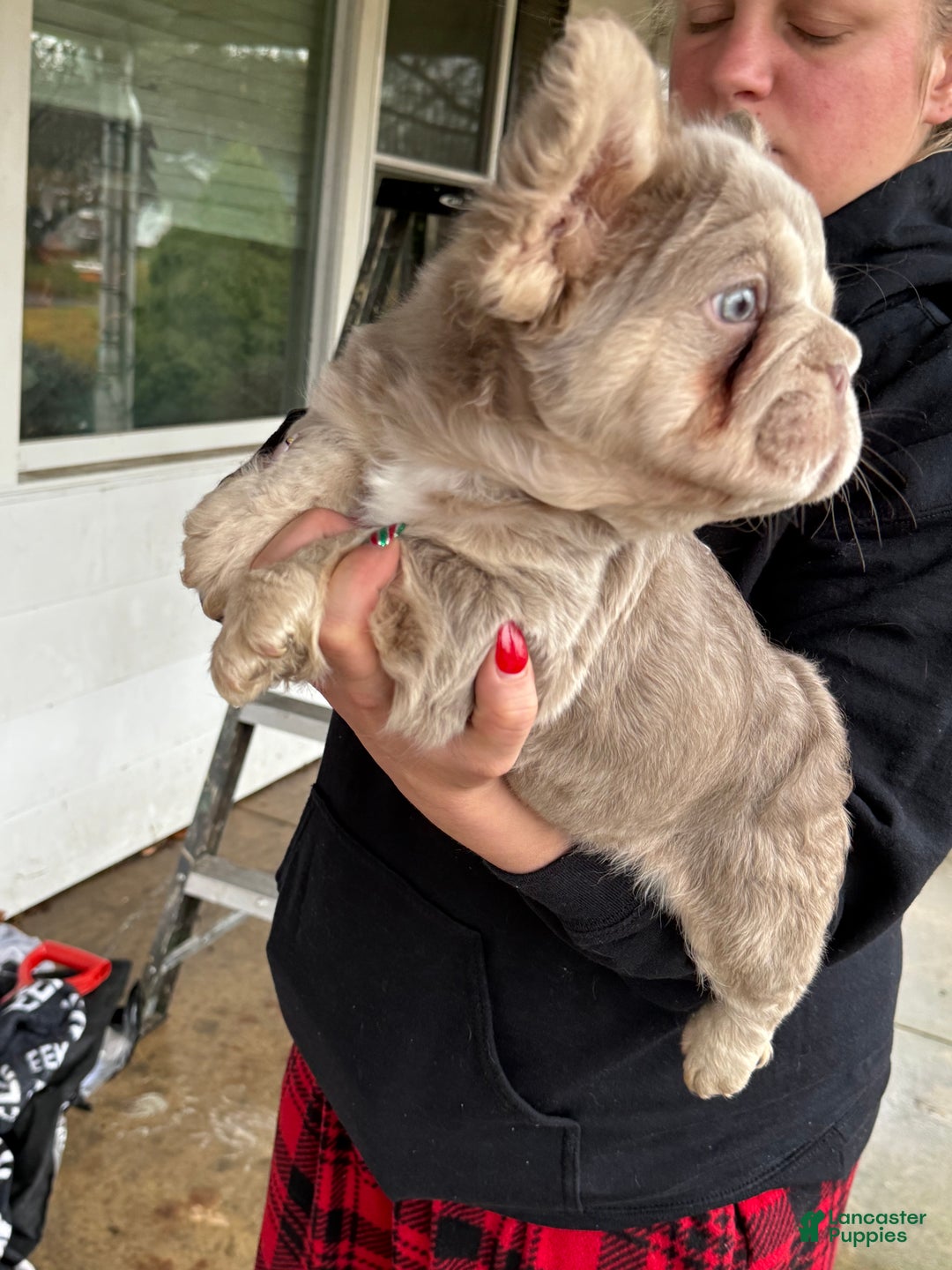 French Bulldog dogs for sale: Frosty - Ad 4