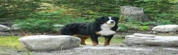 Bernese Mountain Dog dogs for sale: Boone - Ad 5
