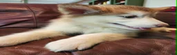 Alaskan Malamute dogs for sale: Alaskan Malamute 1 - Ad 5