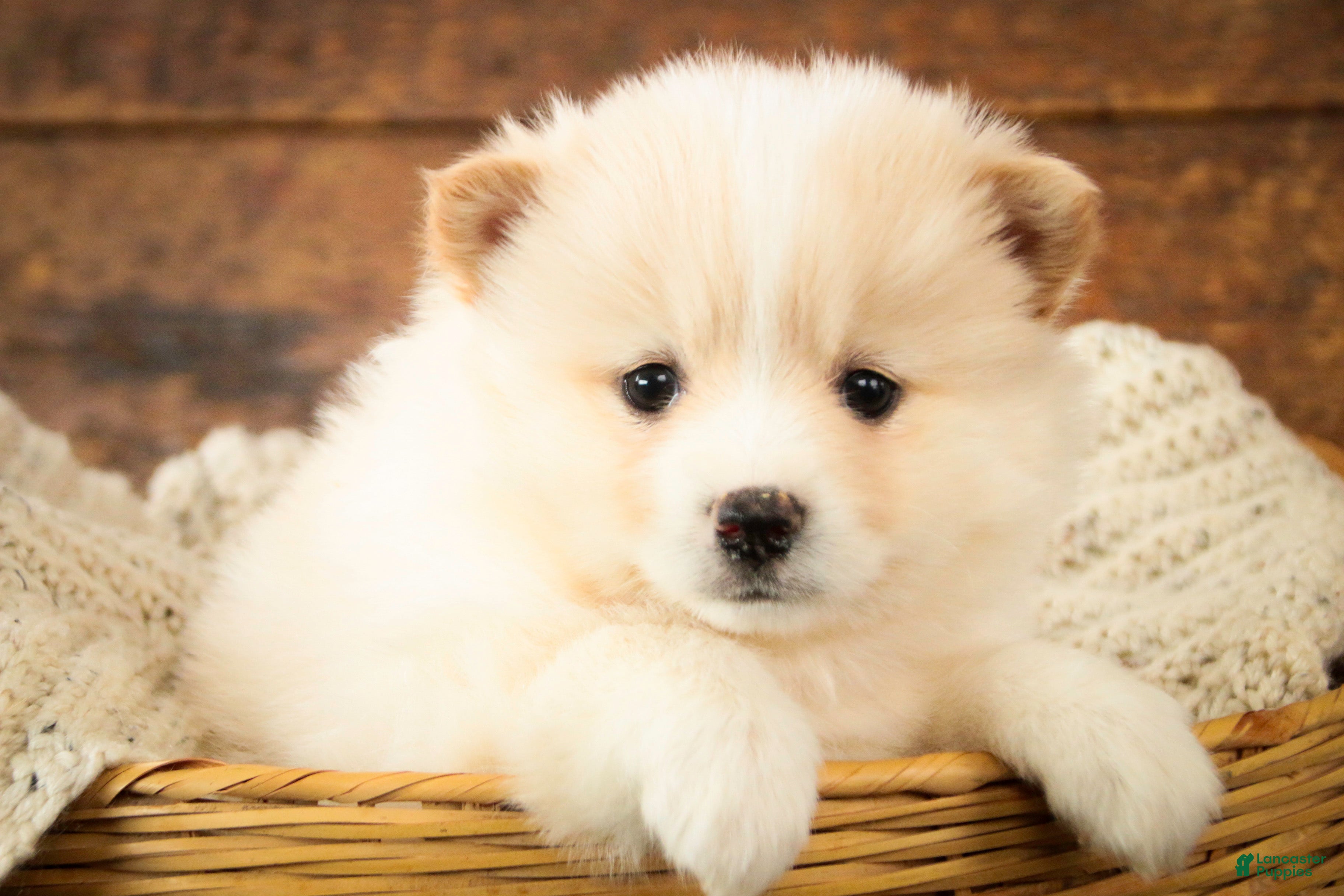 Pomsky dogs Sage - Ad 3