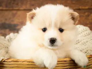 Pomsky dogs Sage - Ad 3