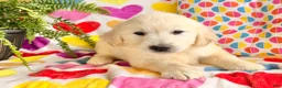Golden Retriever dogs for sale: Remi - Ad 3