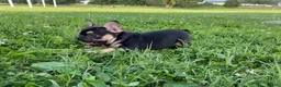 French Bulldog dogs for sale: Midnight-frenchie - Ad 5