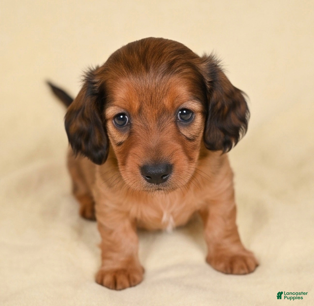 Miniature Dachshund dogs AKC Remmi - Ad 2