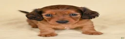 Miniature Dachshund dogs for sale: AKC Remmi - Ad 2