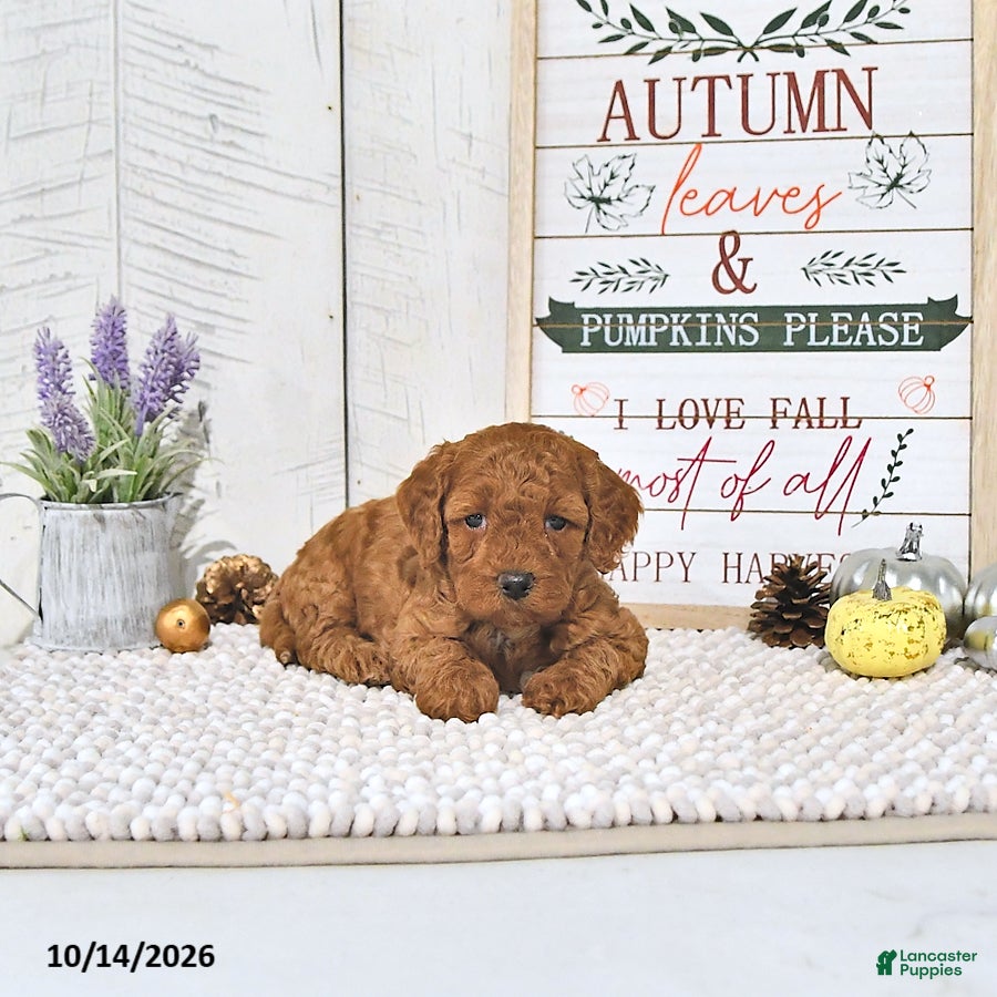 Mini Goldendoodle dogs Autumn - Ad 1