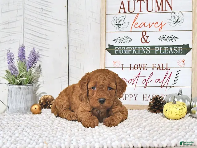 Mini Goldendoodle dogs for sale: Autumn - Ad 1