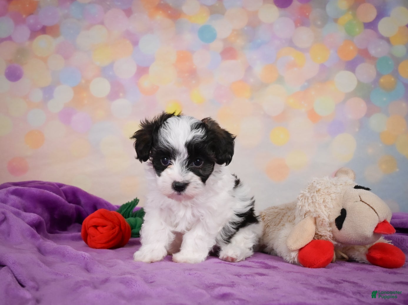 Maltipoo dogs for sale: Trixie - Ad 2