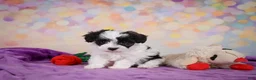 Maltipoo dogs for sale: Trixie - Ad 2