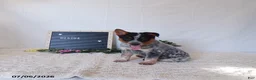 Australian Cattle Dog dogs for sale: Roscoe - Ad 1