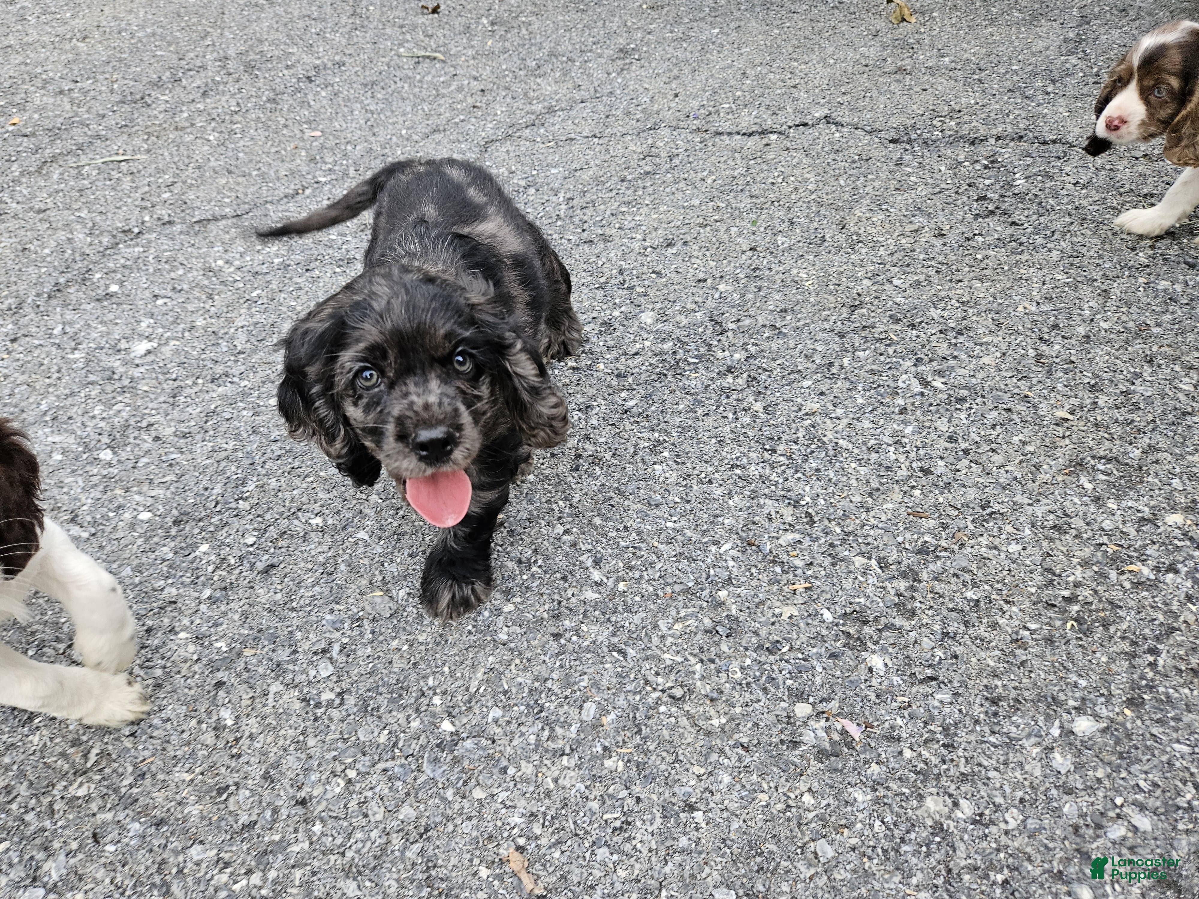 Mixed Breed dogs Ruger - Ad 2