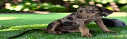 Catahoula Leopard Dog dogs for sale: Tigger 2026 Male 2 - Ad 6