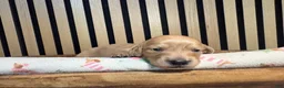 Miniature Dachshund dogs for sale: Pearl - Ad 3