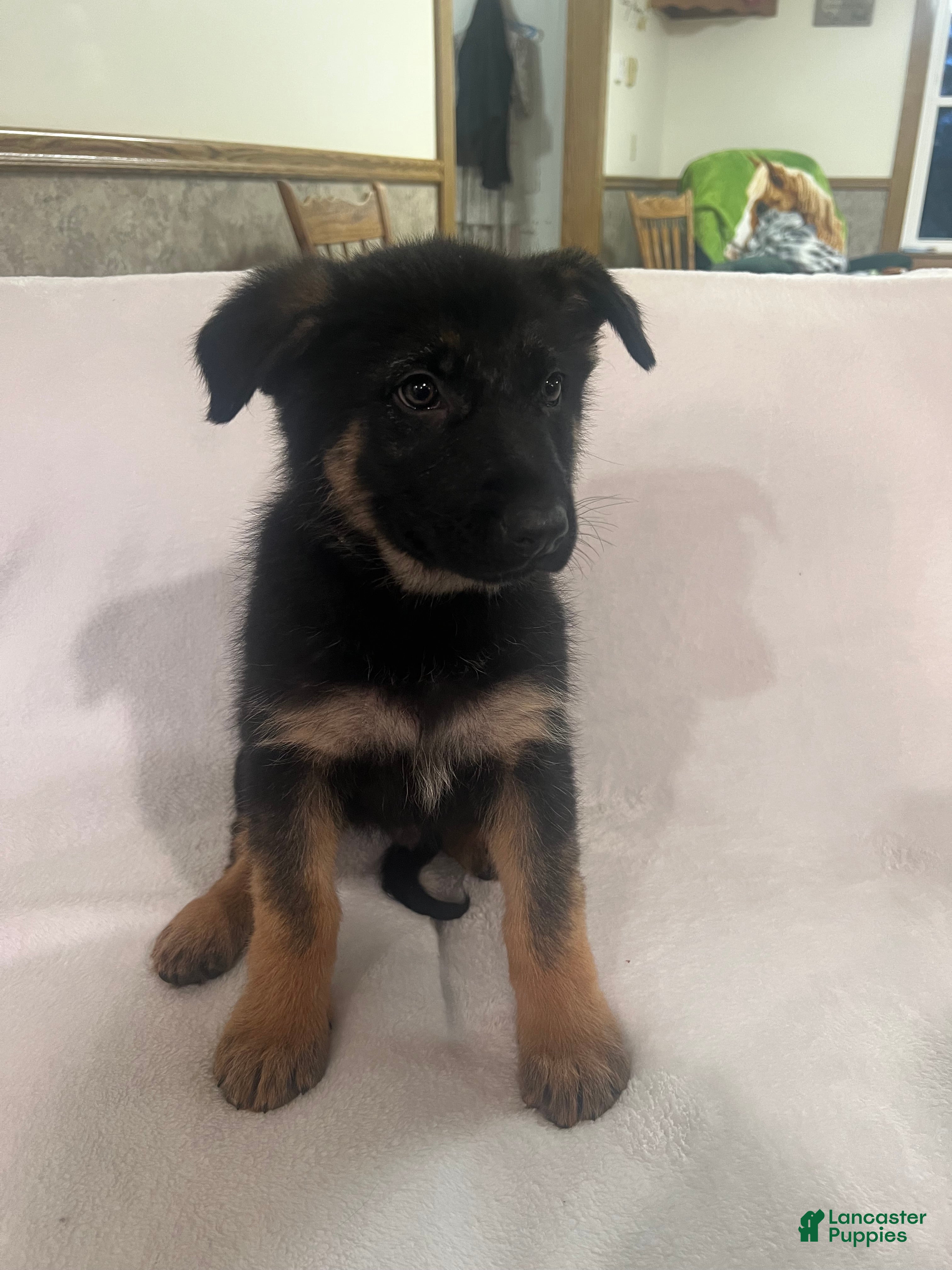 German Shepherd dogs German Shepherd Puppy 1 - Ad 2