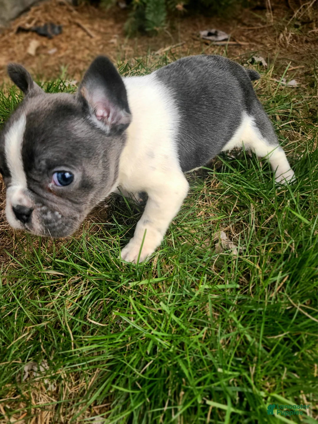 French Bulldog dogs for sale: Moxie - Ad 2
