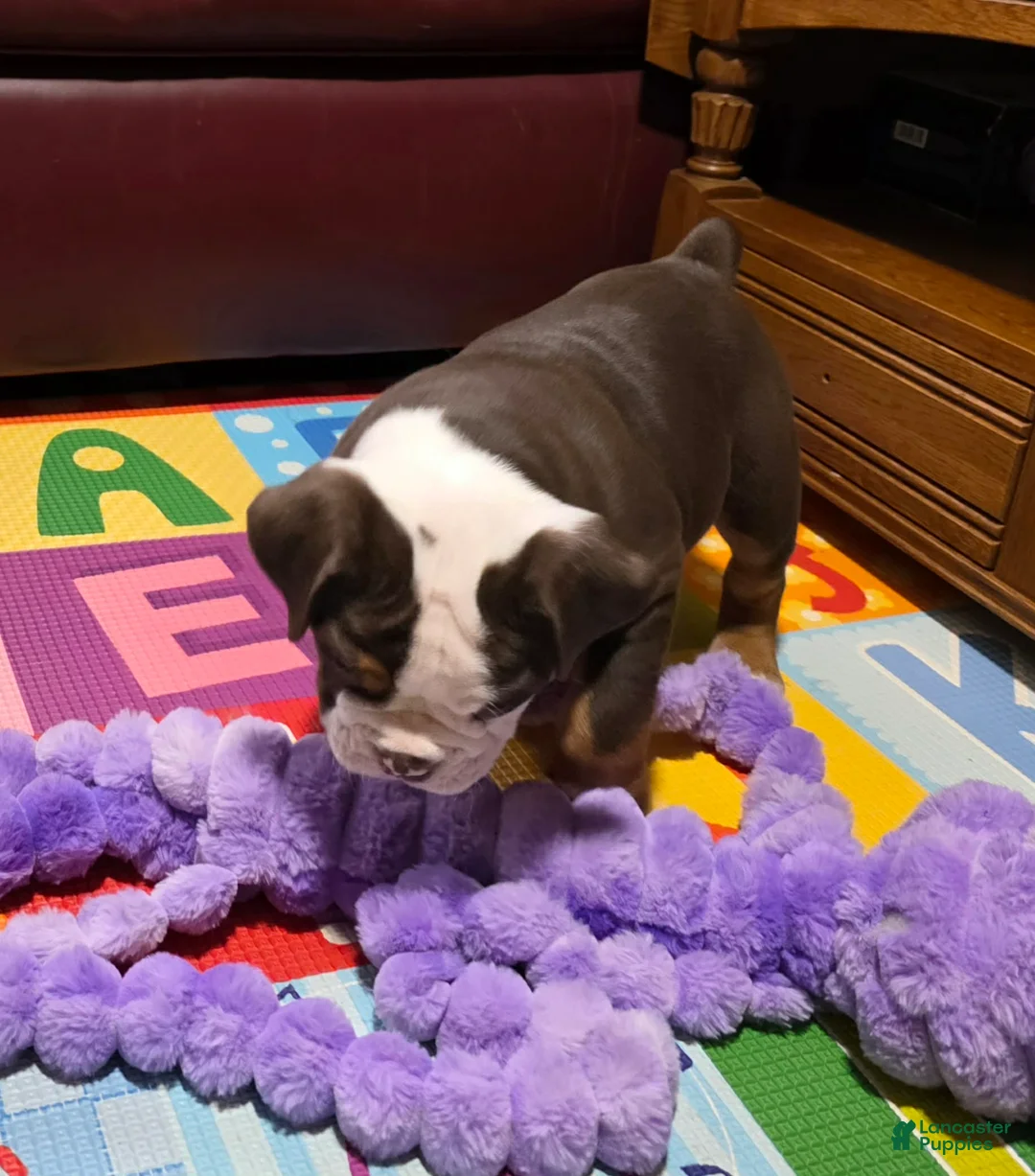 Olde English Bulldogge dogs for sale: Marshmallow (Marsha) - Ad 5