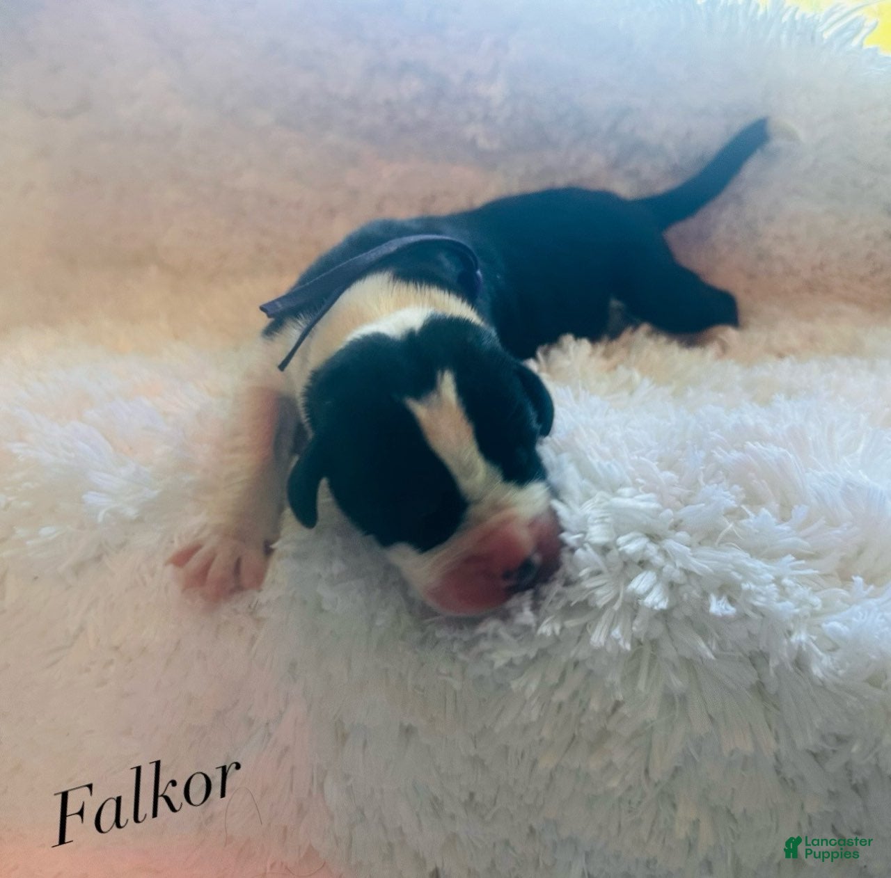 Great Dane dogs Falkor - Ad 5