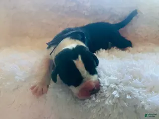 Great Dane dogs Falkor - Ad 5