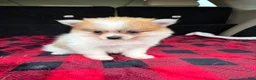Pomeranian dogs for sale: Sally  - Ad 3