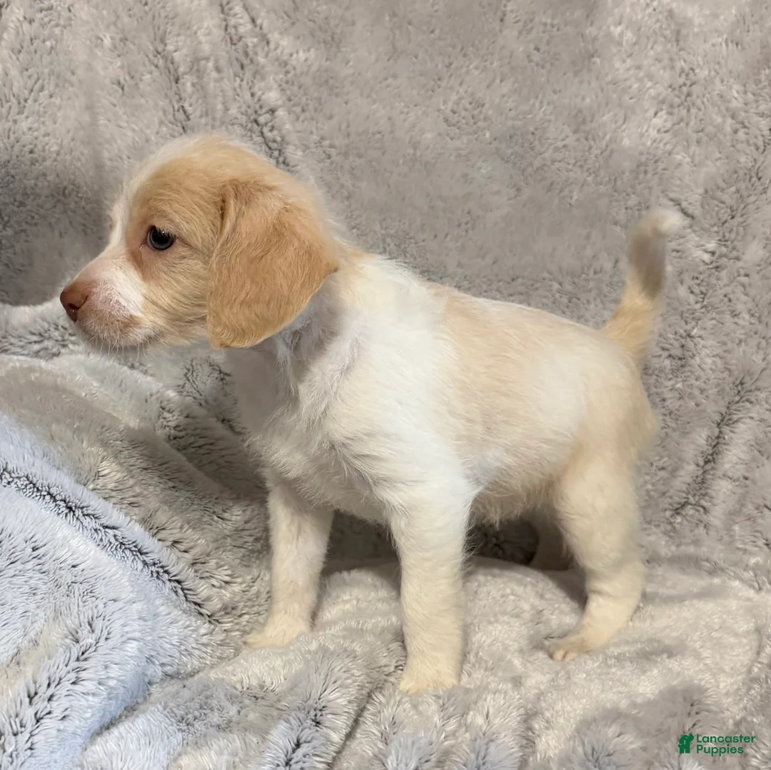 Mixed Breed dogs for sale: Annie - Ad 5