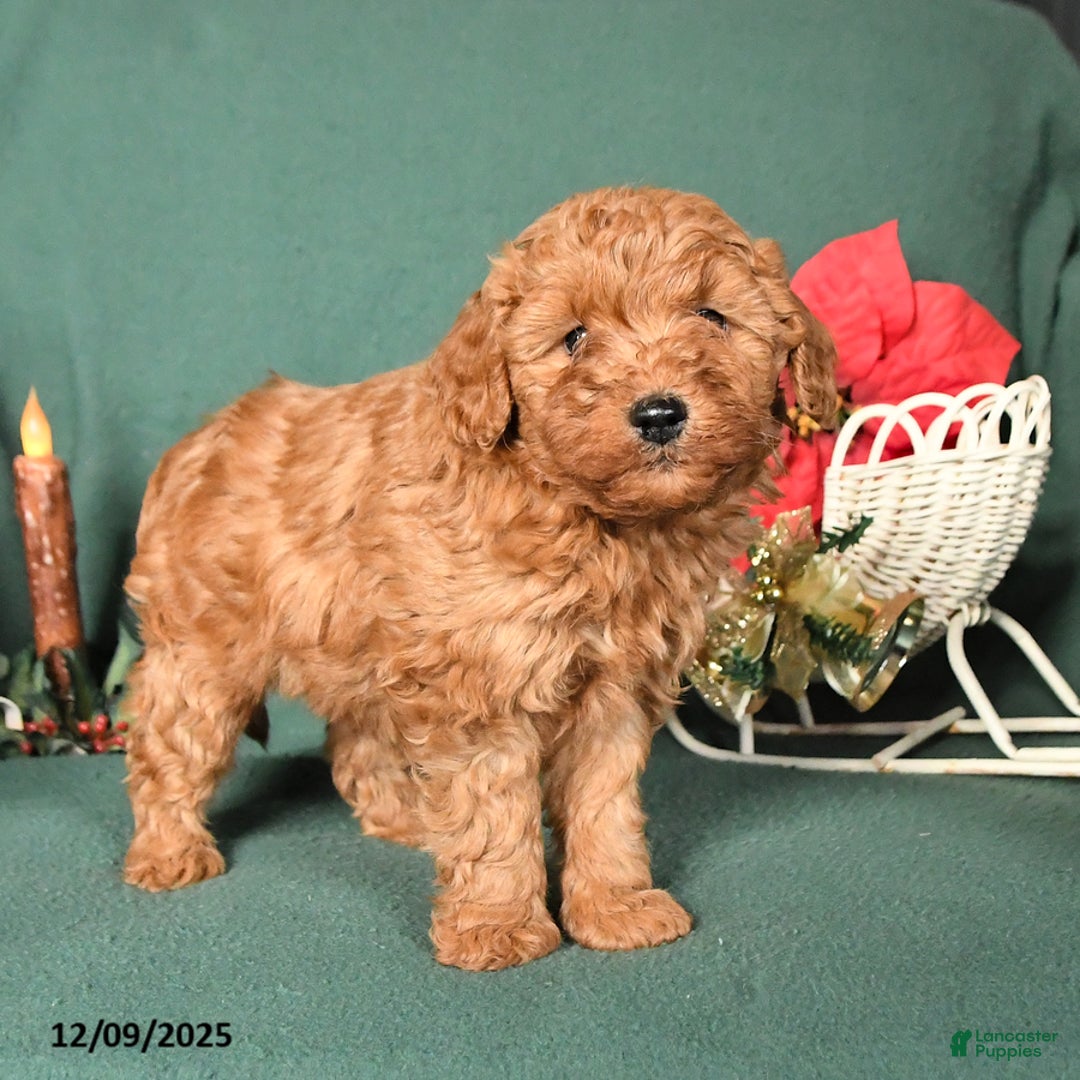 Labradoodle dogs for sale: Victor - Ad 3