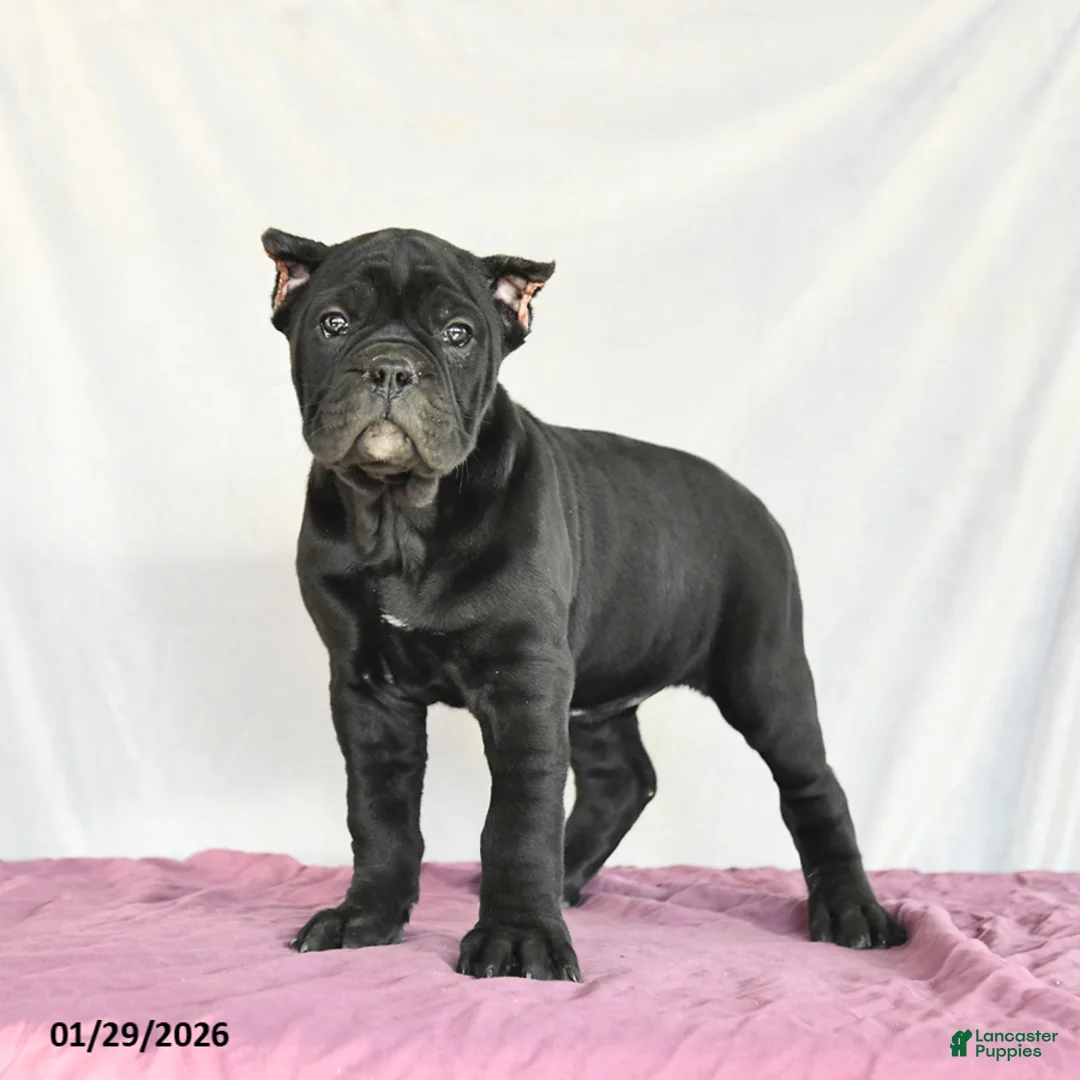 Cane Corso dogs for sale: Muffin - Ad 4