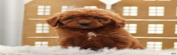 Goldendoodle dogs for sale: Lily - Ad 2
