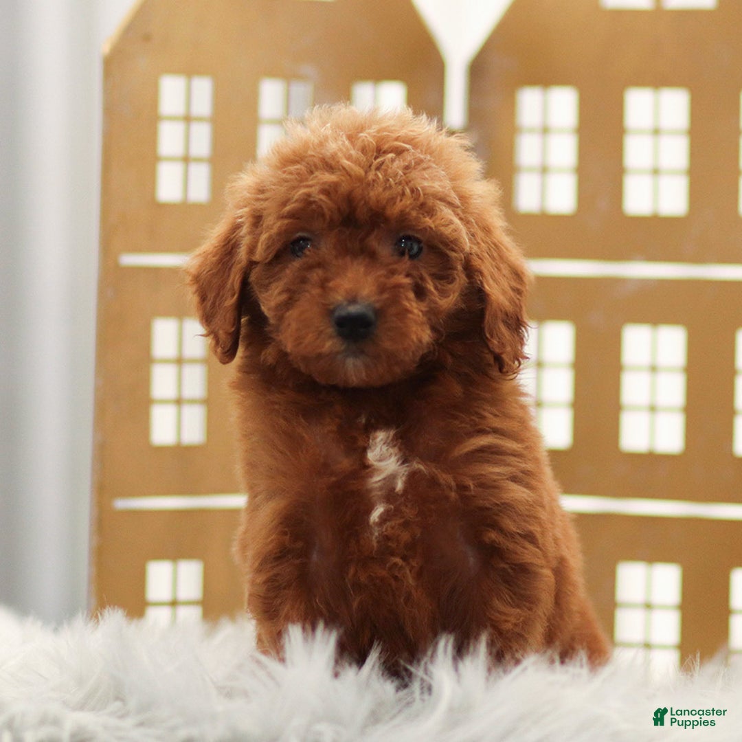Goldendoodle dogs for sale: Lily - Ad 2