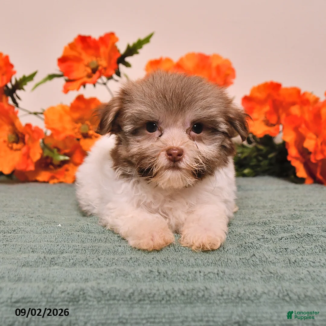 Havanese dogs for sale: Holly - Ad 1