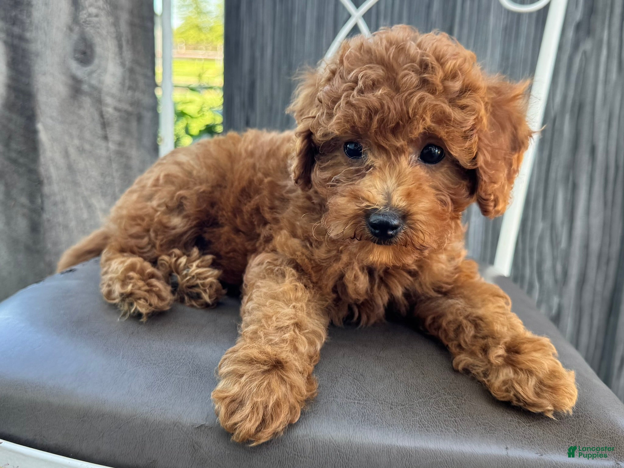 Miniature Poodle dogs Titus - Ad 1