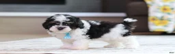 Miniature Poodle dogs for sale: Dawson (AKC) - Ad 8