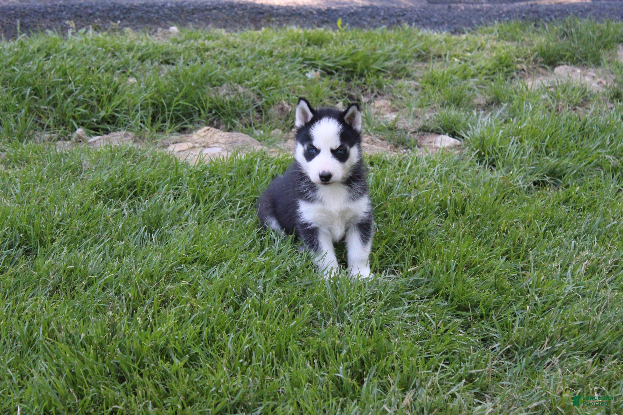 Siberian Husky dogs Ace - Ad 2