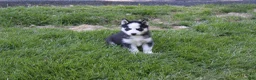 Siberian Husky dogs for sale: Ace - Ad 2