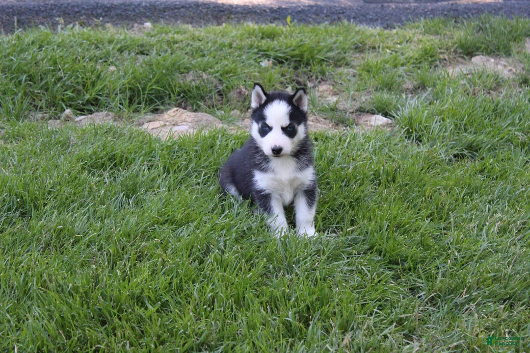 Siberian Husky dogs for sale: Ace - Ad 2