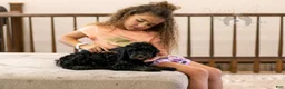 Bernedoodle dogs for sale: Denali - Ready Now! - Ad 26
