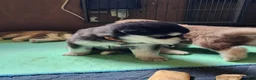 Alaskan Malamute dogs for sale: AKC Alaskan malamute female, Lilith, she is spunky and playful.  - Ad 5