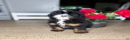 Mini Bernedoodle dogs for sale: Buttermilk - Ad 3