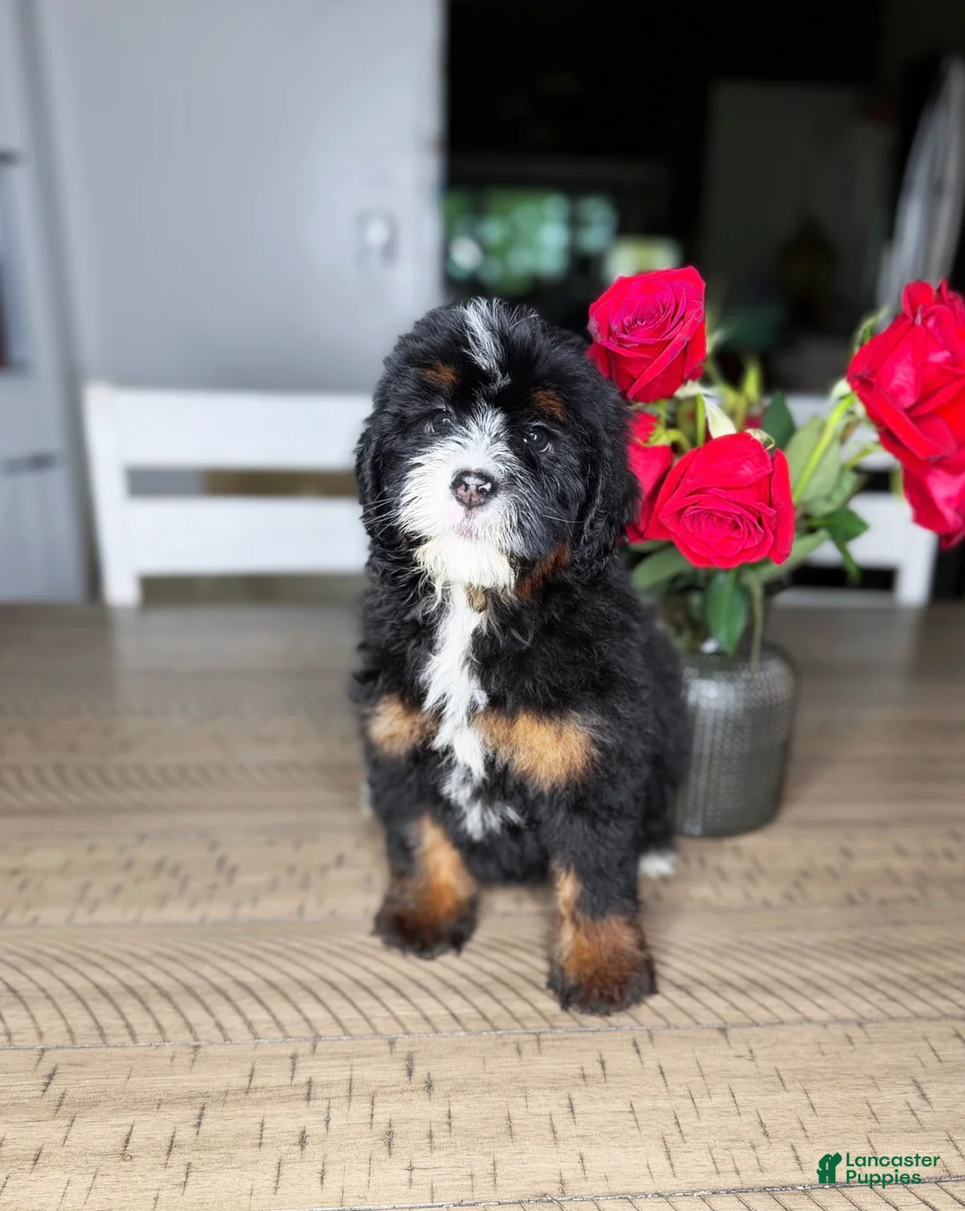 Mini Bernedoodle dogs for sale: Buttermilk - Ad 3