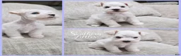 Miniature Schnauzer dogs for sale: Elsa - Ad 2