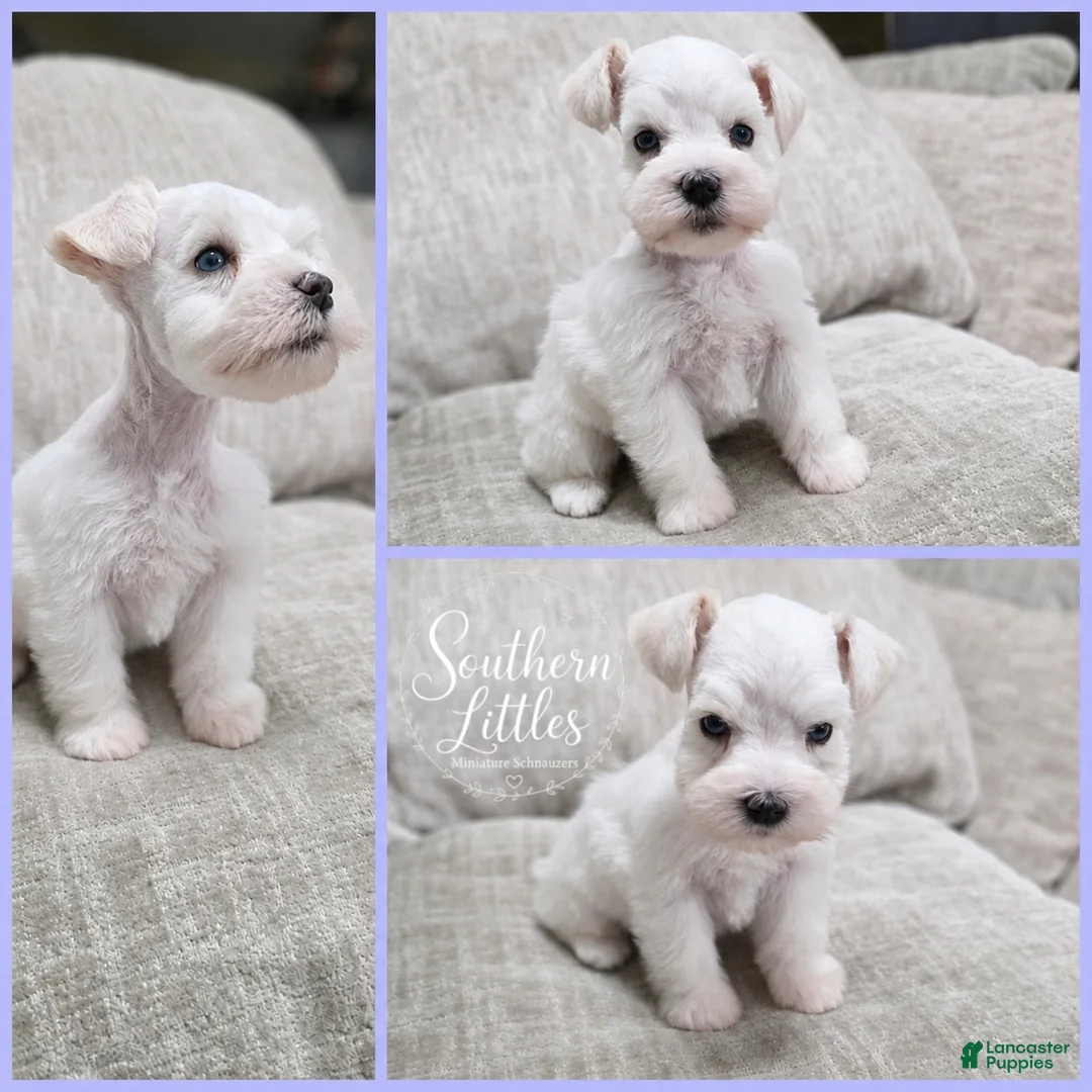 Miniature Schnauzer dogs for sale: Elsa - Ad 2