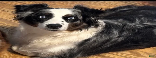 Mia