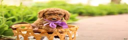 Mini Goldendoodle dogs for sale: Birdie - Ad 4