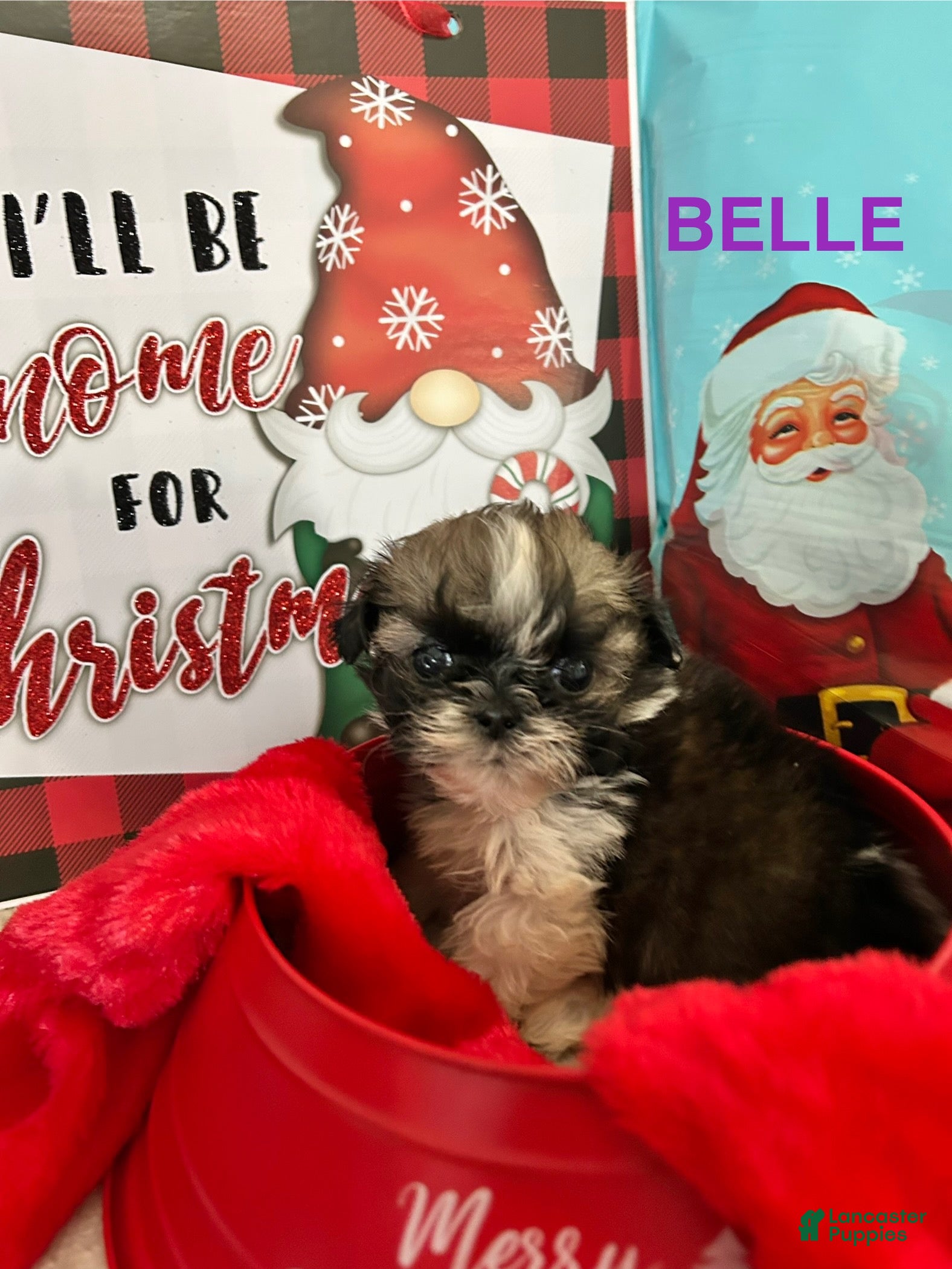 Shih Tzu dogs Shih Tzu Puppy 2 - Ad 8