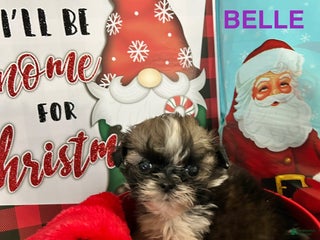 Shih Tzu dogs Shih Tzu Puppy 2 - Ad 14