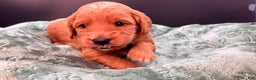 Mini Goldendoodle dogs for sale: Zeus Mini Goldendoodle - Ad 6