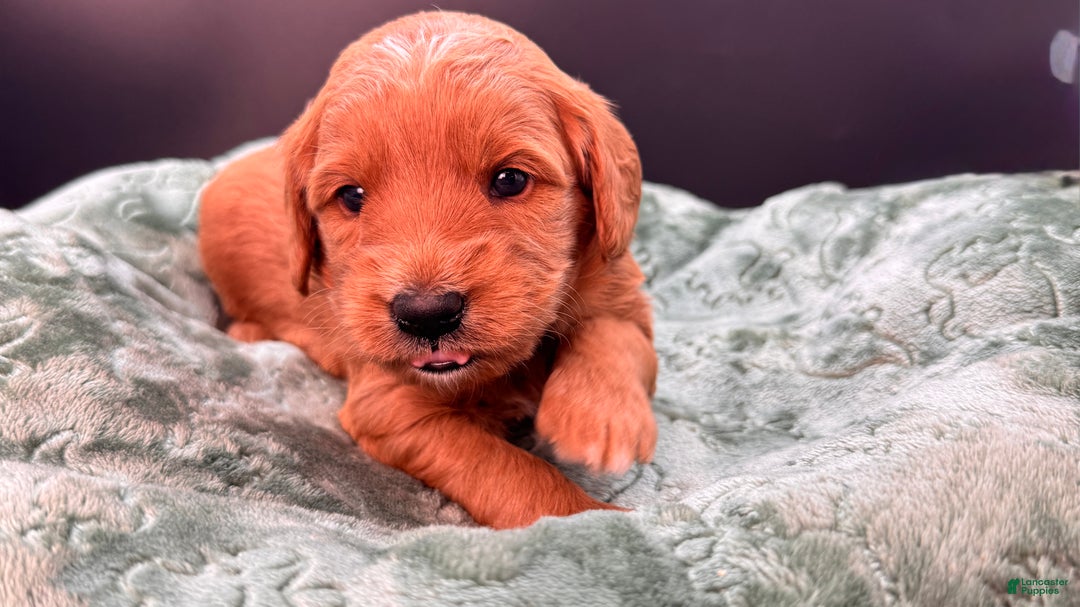 Mini Goldendoodle dogs for sale: Zeus Mini Goldendoodle - Ad 6